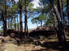 Paisaje Pinares de rodeno