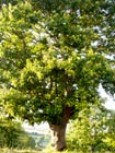 Casta�o en Alberguer�a