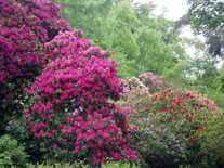 Rododendros