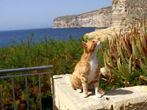 Gato en la bahía de Xlendi