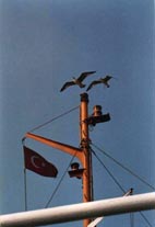 Gaviotas acompa&ntilde;ando el viaje en ferry. Foto proporcionada por Auxi celador